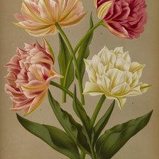 Оригинал схемы вышивки «Тюльпаны» (№1322151)