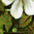 Предпросмотр схемы вышивки «белые ромашки Фуджико» (№1324165)