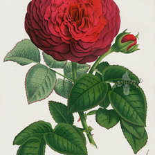 Оригинал схемы вышивки «Винтажная роза» (№1324352)
