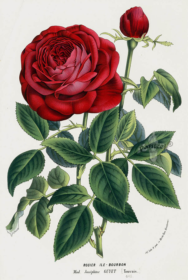 Винтажная роза - цветы, розы - оригинал