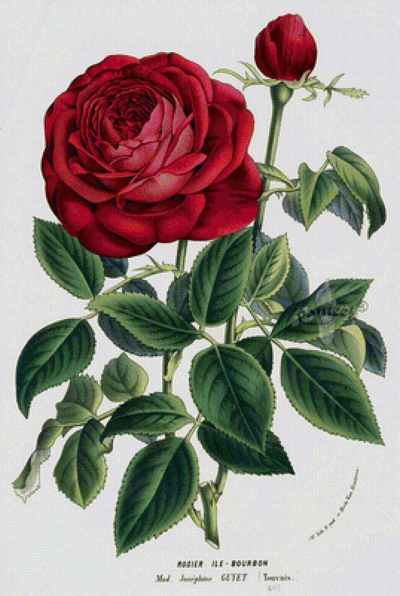Винтажная роза - цветы, розы - предпросмотр