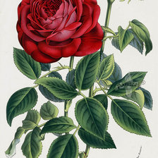 Оригинал схемы вышивки «Винтажная роза» (№1324365)