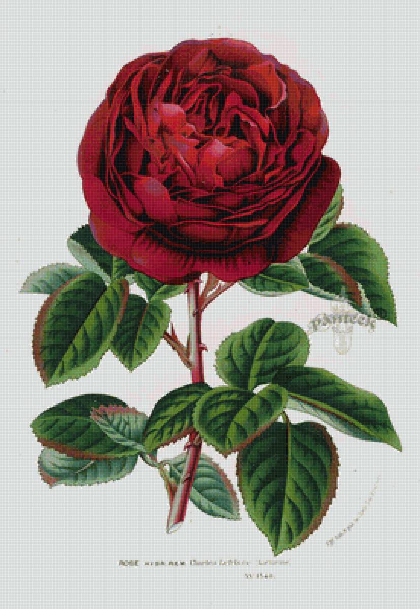 Винтажная роза - розы, цветы - предпросмотр