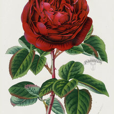 Оригинал схемы вышивки «Винтажная роза» (№1324373)