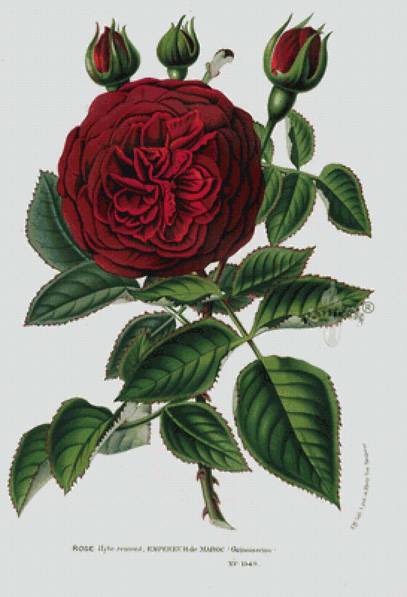 Винтажная роза - розы, цветы - предпросмотр