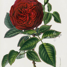 Оригинал схемы вышивки «Винтажная роза» (№1324380)