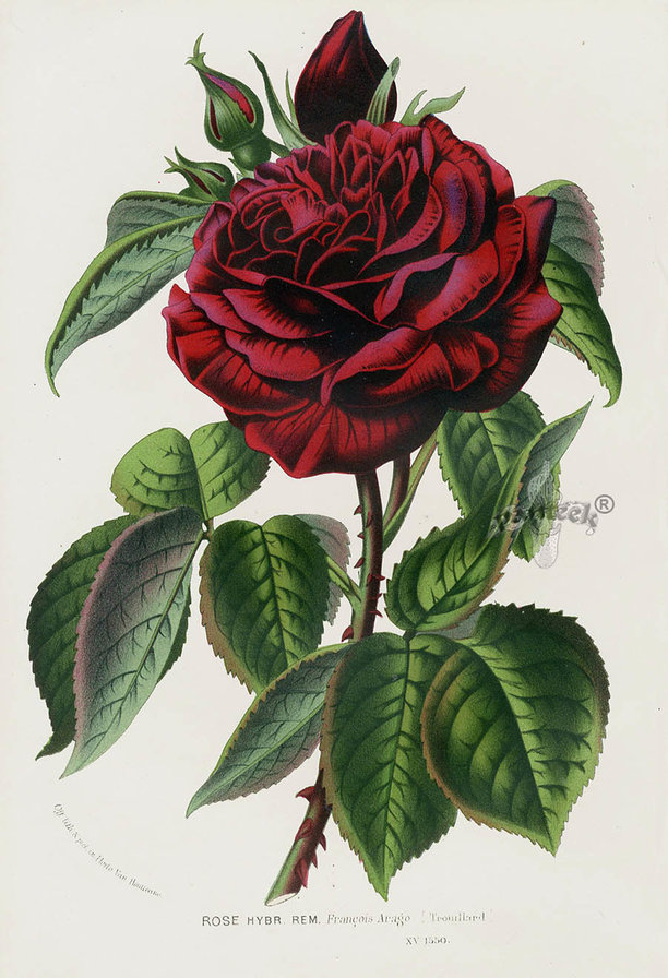 Винтажная роза - розы, цветы - оригинал