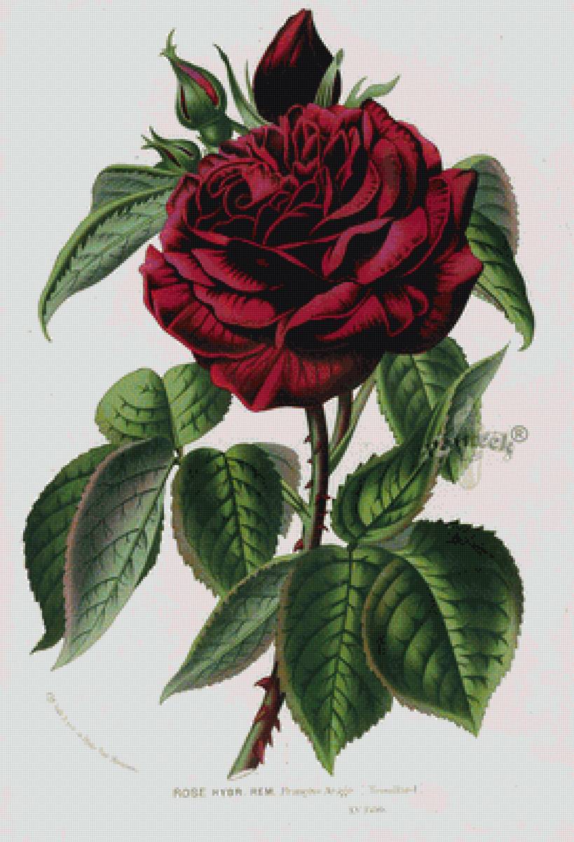 Винтажная роза - цветы, розы - предпросмотр