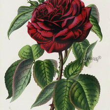 Оригинал схемы вышивки «Винтажная роза» (№1324383)
