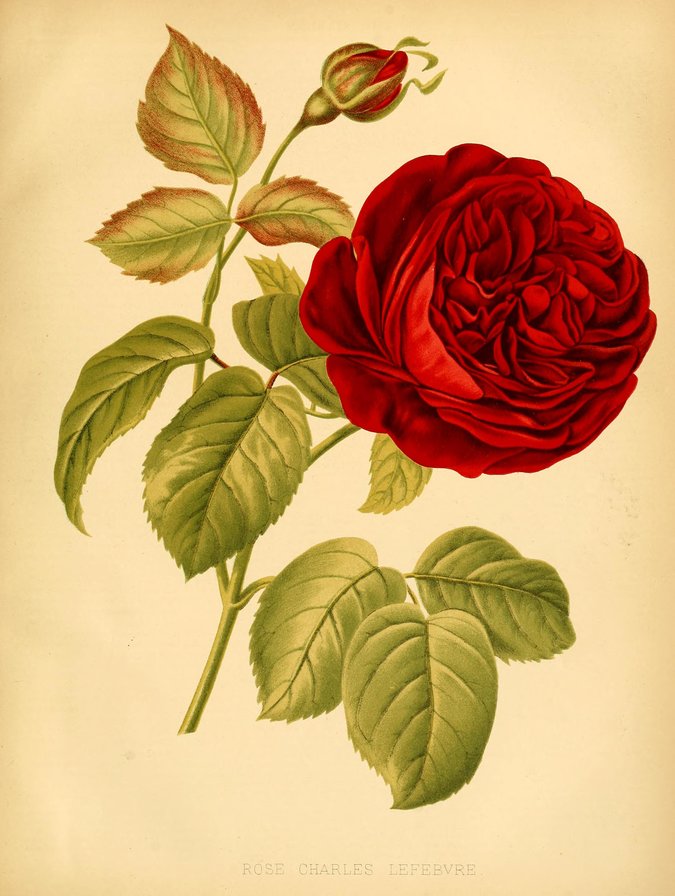 Винтажная роза - цветы, розы - оригинал