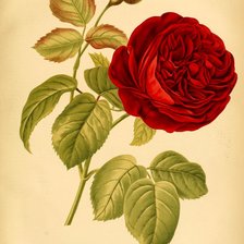 Оригинал схемы вышивки «Винтажная роза» (№1324580)