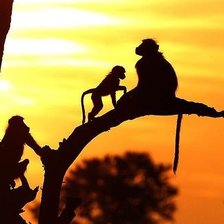 Схема вышивки «обезьяны на ветвях»