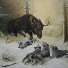 волки и лось
