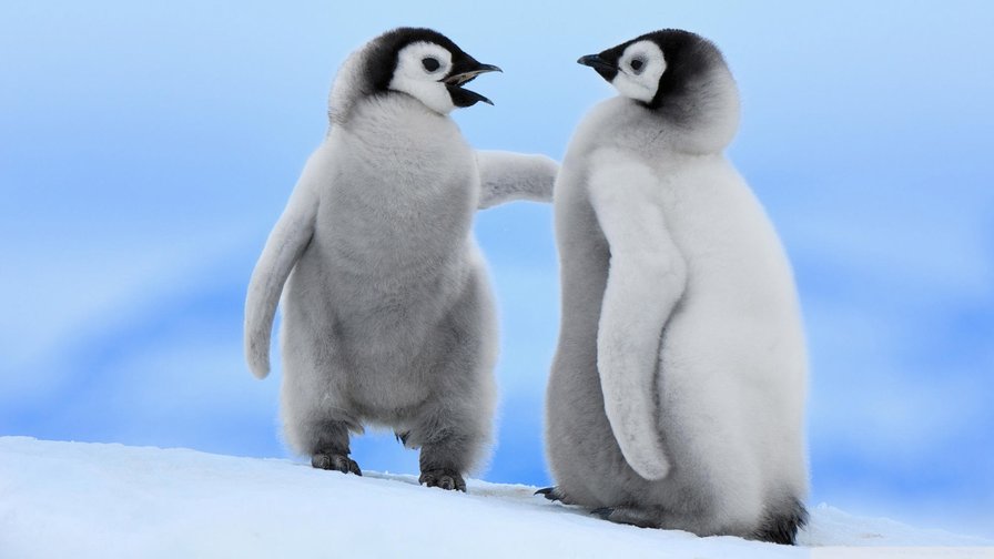 друзья - малыши, снег, пингвины, пингвин - оригинал