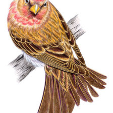 Схема вышивки «Птица на ветке»