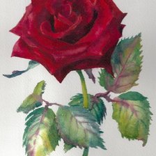 Оригинал схемы вышивки «Красная роза» (№1355276)