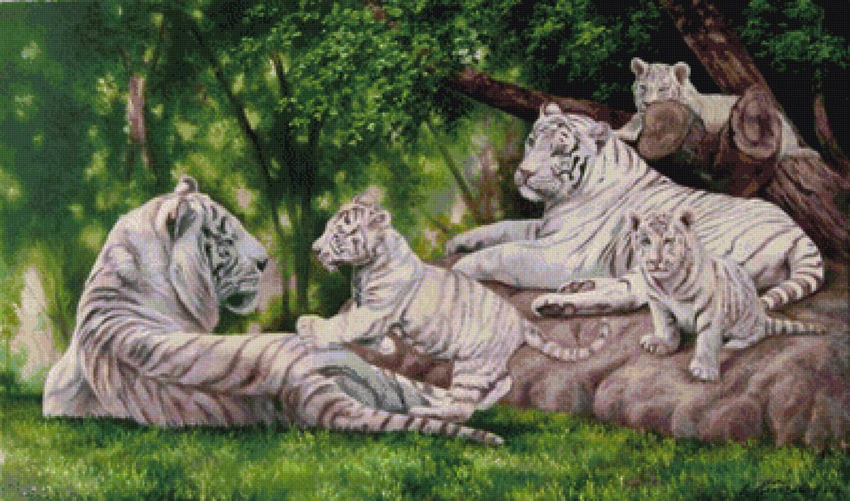 Семейство белых тигров - белый тигр - предпросмотр