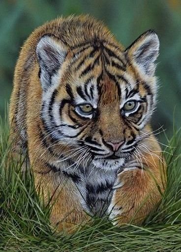 тигренок - тигр, анималисты, тигренок, природа, дикие хищные кошки - оригинал
