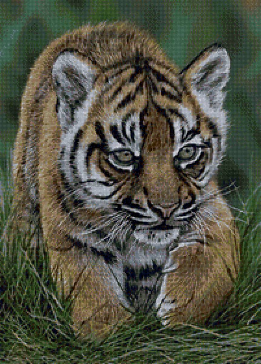 тигренок - анималисты, тигр, дикие хищные кошки, тигренок, природа - предпросмотр
