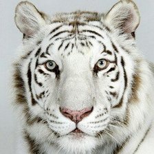 Оригинал схемы вышивки «Белый тигр» (№1359464)