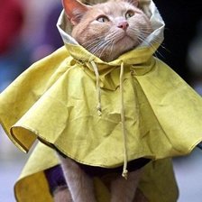 Схема вышивки «Кошка в дождевике»