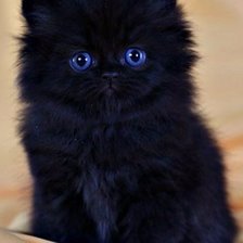 Схема вышивки «черный котенок»