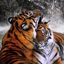 Оригинал схемы вышивки «Влюбленные тигры» (№1391776)