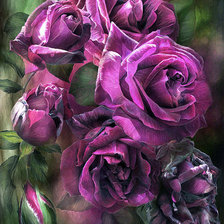 Схема вышивки «розы Керол Каваларис»