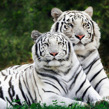 Схема вышивки «2 белых тигра»