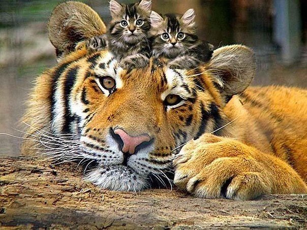Тигр - животные кошка - оригинал