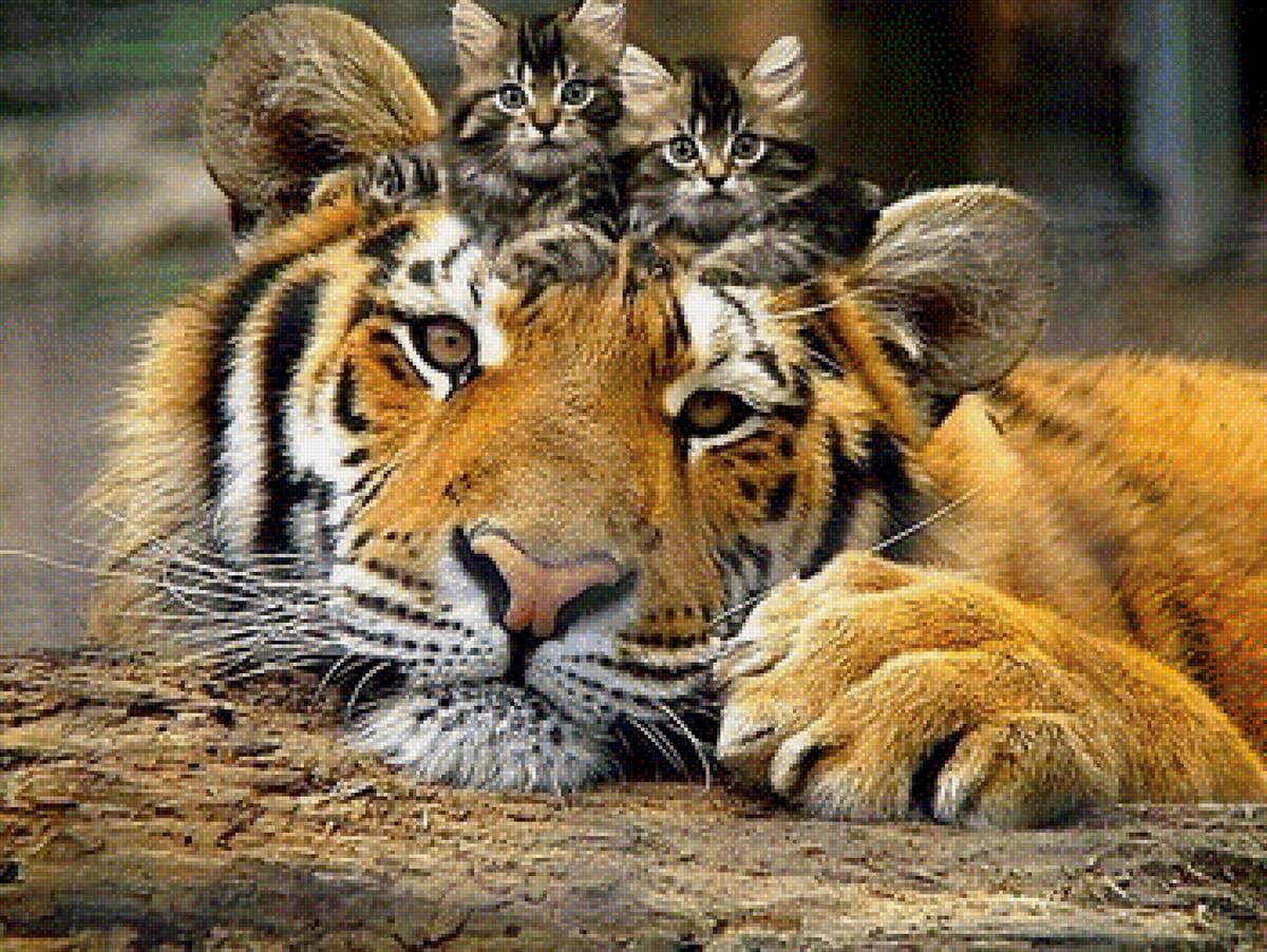 Тигр - животные кошка - предпросмотр