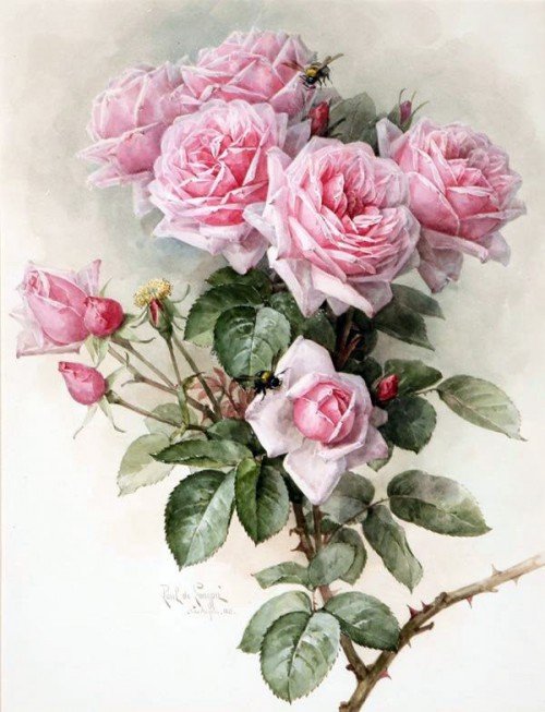 Розы - душистые розы, розы, цветы - оригинал