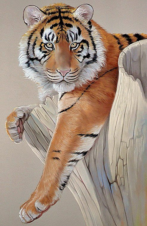 Портрет тигра - тигр, животные, хищники - оригинал
