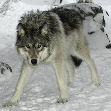 Схема вышивки «волк зимой»