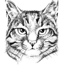 Схема вышивки «Мудрый кот»