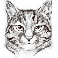 Схема вышивки «Мудрый кот (вариант 2)»