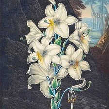 Оригинал схемы вышивки «белые цветы» (№1432553)