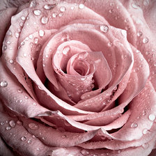 Схема вышивки «Розовая роса !»
