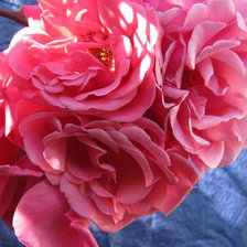 Схема вышивки «Розы моего сада»