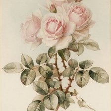 Оригинал схемы вышивки «Розы» (№1440295)