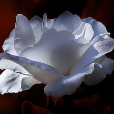 Схема вышивки «Белая роза на темном фоне»
