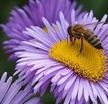 Оригинал схемы вышивки «пчела на цветке» (№1444417)
