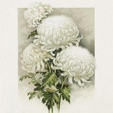 Оригинал схемы вышивки «Хризантемы белые» (№1444510)