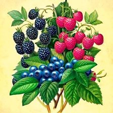 Оригинал схемы вышивки «ягоды» (№1449472)