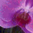 Предпросмотр схемы вышивки «orhideja» (№1453149)