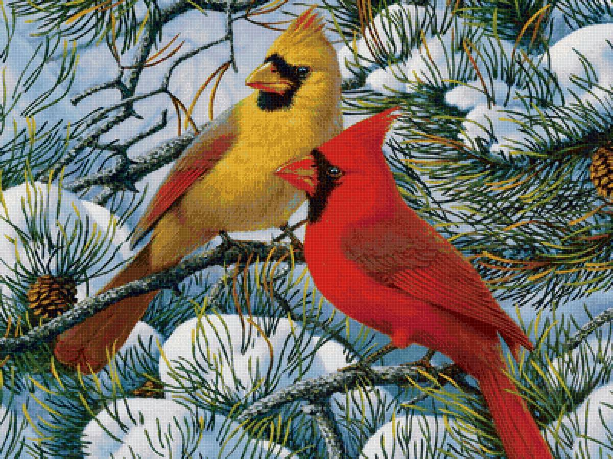 Кардиналы - кардиналы, дерево, птицы - предпросмотр