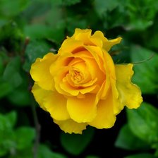 Оригинал схемы вышивки «желтая роза» (№1478149)