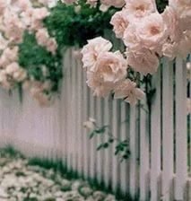 Схема вышивки «Розы на заборе»
