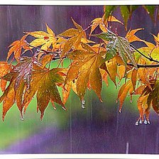 Схема вышивки «Осенний дождь.»