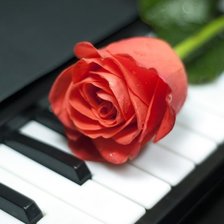 Схема вышивки «роза на рояле»